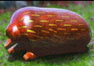 wl